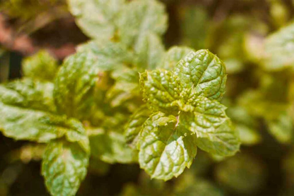 Clinical Benefits Observed with Advanced Toothpaste Formulations